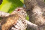 Little Bronze-Cuckoo (Chalcites minutillus)